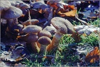 Fungi - For identification