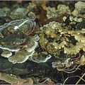 Fungi - For identification (Hainault Forest, Essex)