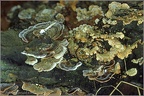 Fungi - For identification (Hainault Forest, Essex)
