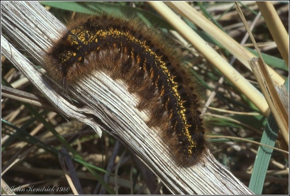 Caterpillar
