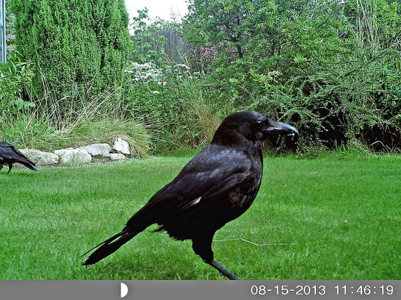Crow