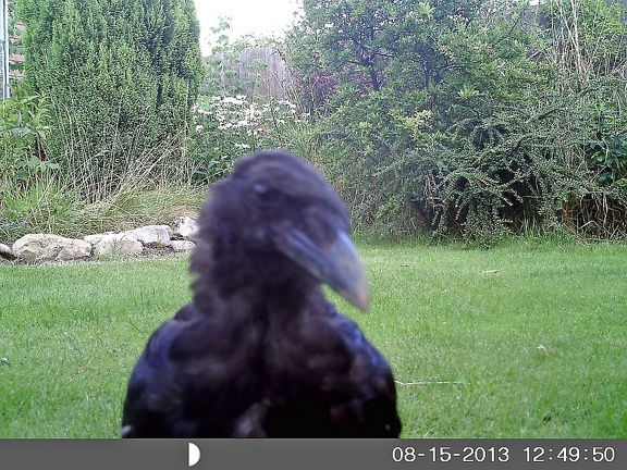 Curious Crow