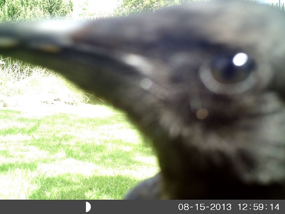 Even Curiouser Crow !