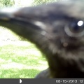 Even Curiouser Crow !