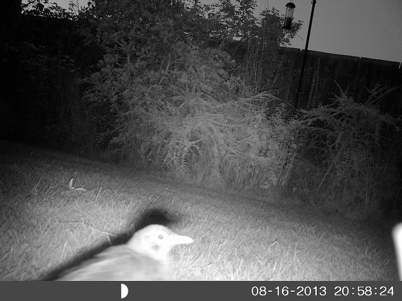 Unrecognised late visitor