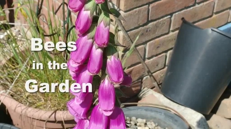 Bees
