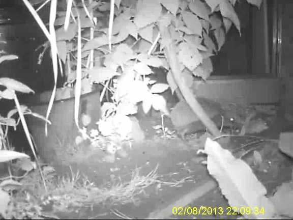 IMAG0028 Hedgehog