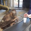 Orangutan finds magic trick hilarious