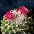 Cactus Pink