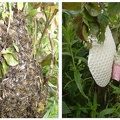 Bees' Nest