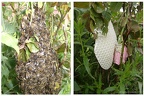 Bees' Nest