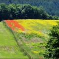 Field of Red and Yellow