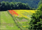 Field of Red and Yellow