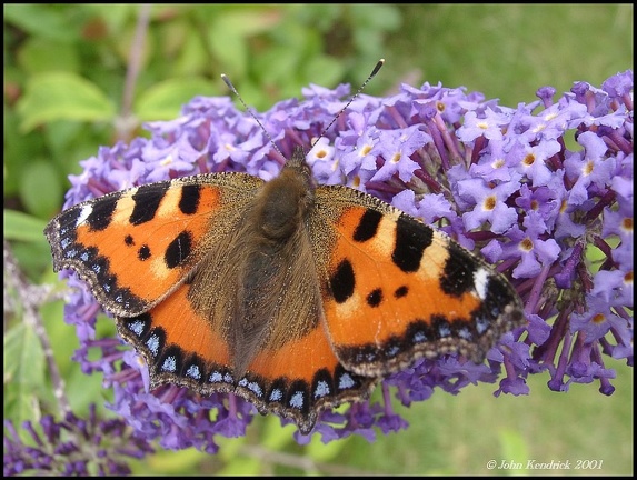 Small Tortoiseshell Butterfly