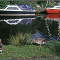 03 Geese and Boats Norfolk Broads