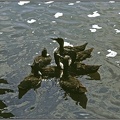 05 Norfolk Broads Ducks