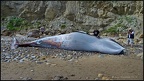 Beached Minke Whale at Scarborough - July 2013