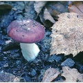 Russula Brunneo Violacea - Epping Forest  (1978)