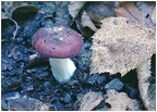 Russula Brunneo Violacea - Epping Forest  (1978)