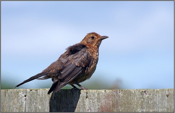 Young Blackbird