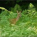 Deer Sighting, Bradshaw Wood, near Bolton