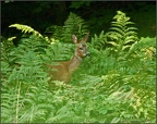 Deer Sighting, Bradshaw Wood, near Bolton