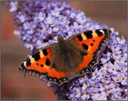 Small Tortoiseshell Butterfly