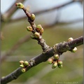 First Sign of Spring (Apple Buds)