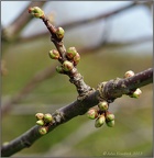 First Sign of Spring (Apple Buds)