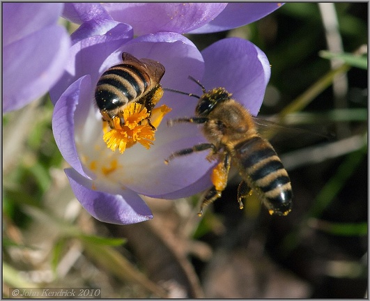 Spring Nectar