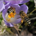 Spring Nectar