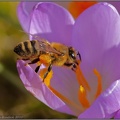 Hungry Bee