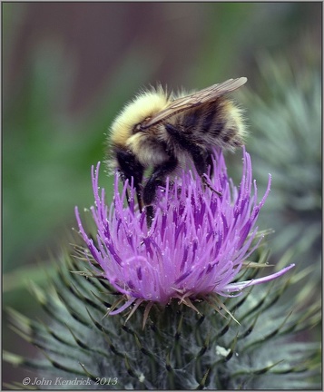 Bee on Thistle 3
