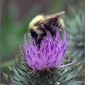 Bee on Thistle 3