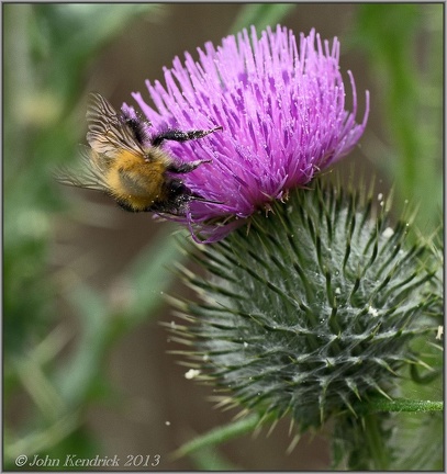 Bee on Thistle 2