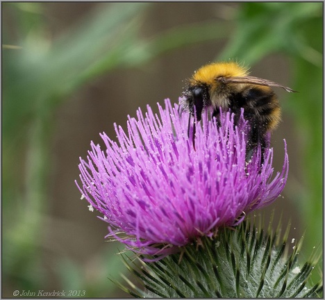 Bee on Thistle 1
