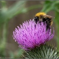 Bee on Thistle 1