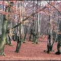 5.015 Pollarded Beech Trees, Epping Forest