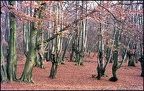 5.015 Pollarded Beech Trees, Epping Forest