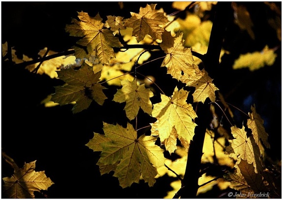 5.016 Luminous Leaves