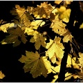 5.016 Luminous Leaves