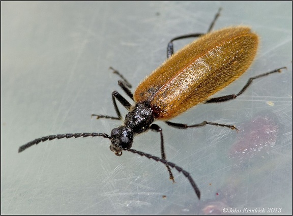 Darkling Beetle (Lagria hirta)