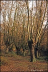 5.019 Pollarded Beech Trees