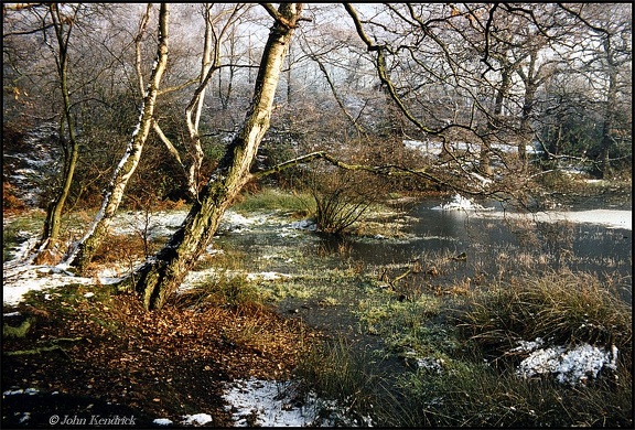 5.023b Forest Bog, Epping Forest