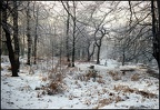 5.024a Winter Scene, Epping Forest
