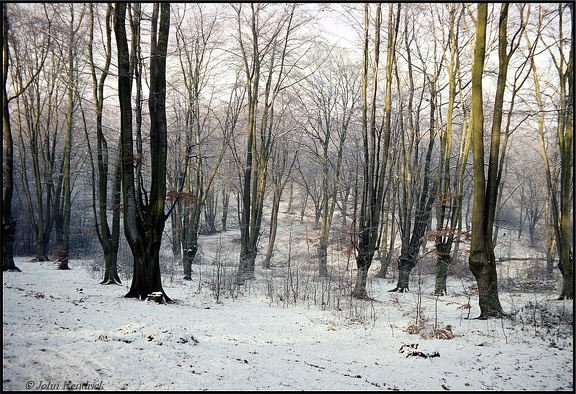 5.024b Winter Scene, Epping Forest