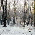 5.024b Winter Scene, Epping Forest