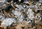 5.028 Frosty Oak Leaves