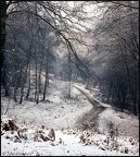 5.034 Snowy Woodland Path, Epping Forest