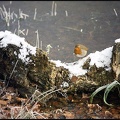 5.038 Winter Robin on Log by The Lost Pond, Epping Forest, Essex